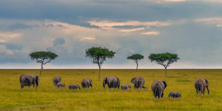 129 Masai Mara, olifanten.jpg